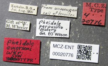 Media type: image;   Entomology 20776 Aspect: labels